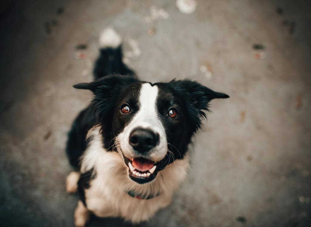 border collie smiling at camera